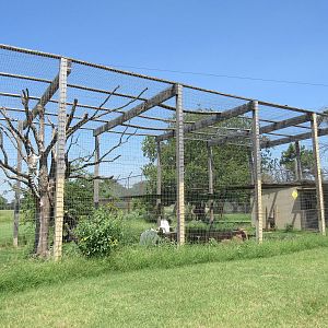 Ring-Tailed Lemur Exhibit