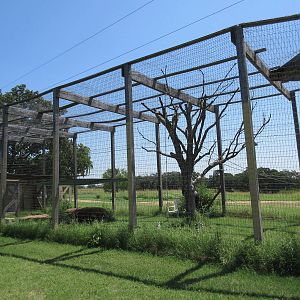 Ring-Tailed Lemur Exhibit