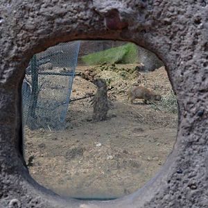 Black-tailed Praire Dog Exhibit