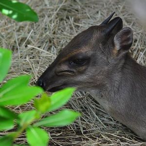 Blue Duiker