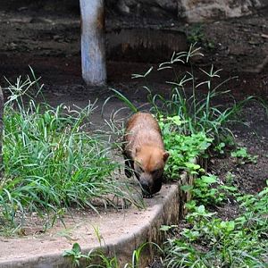 Bush Dog