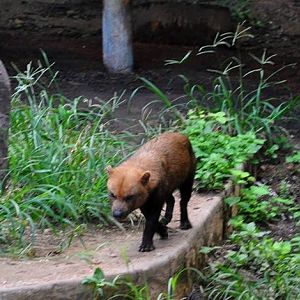Bush Dog