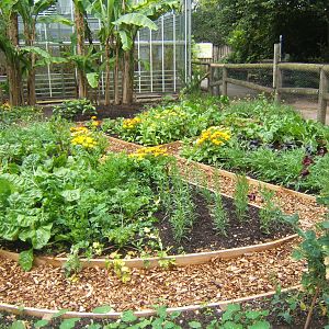 New herb and veg garden