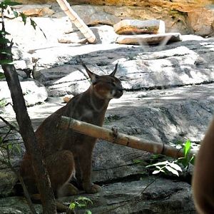 Caracal Exhibit