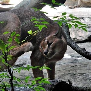 Caracal