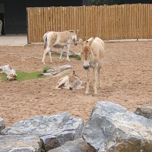 Onagers