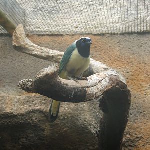 Green Jay
