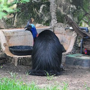 Cassowary