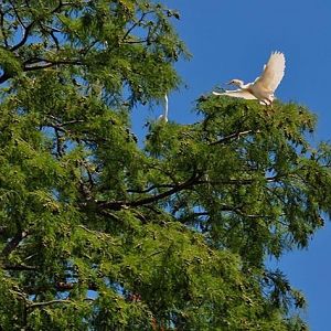 Cattle Egret (?) wild (?) free flying anyway