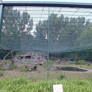 Japanese Macaque Enclosure