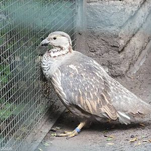 Himalayan Snowcock in the Pheasantry