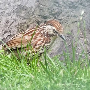 Chinese Babax in the Pheasantry