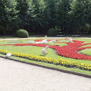 Pelicans on the Lawn
