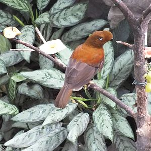 Bird Feeding Area with Cock of the Rock in the Crocodile House