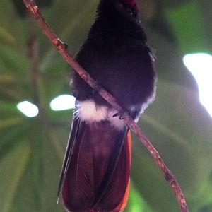Ruby-topaz Hummingbird in the Crocodile House