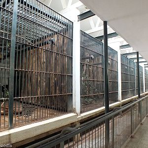 Very Poor Sun Bear Enclosures