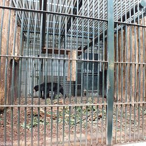 One of the Very Poor Sun Bear Enclosures