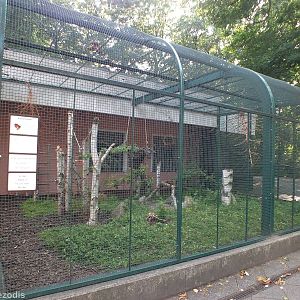 Aviary for Yellow-bibbed Lories