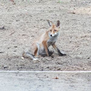 Wild Red Fox in the Kiang Enclosure!