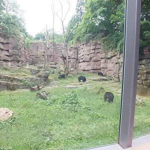 Spectacled Bear Enclosure