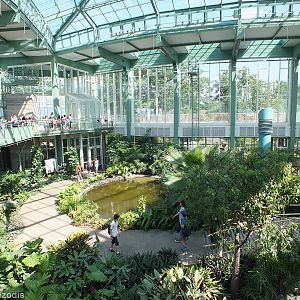 Central Rainforest Bit in the Alred Brehm Haus