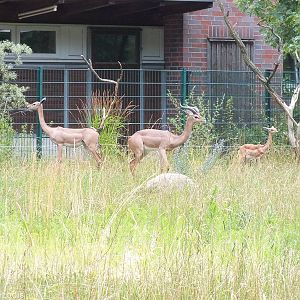 Gerenuk Family