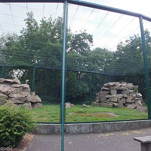 Bearded Vulture Aviary