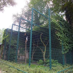 Enclosure for Harpy Eagle