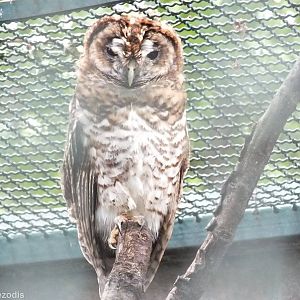 Rusty-barred Owl