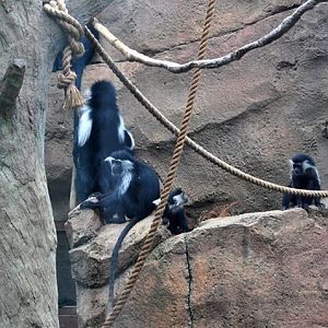 Colobus Monkey Exhibit