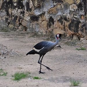 Crowned Crane
