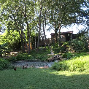 Chilean Flamingo Exhibit