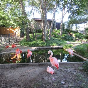 Chilean Flamingo Exhibit