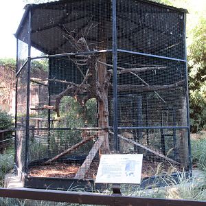 Great Horned Owl Exhibit