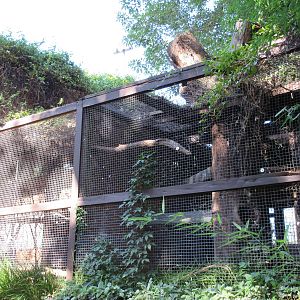 Black Vulture Exhibit