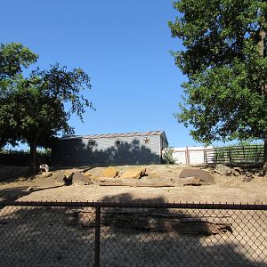 Miniature Horse Exhibit