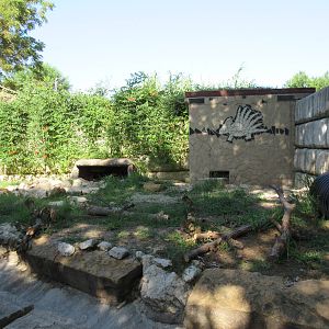 African Crested Porcupine Exhibit