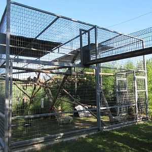 Ring-Tailed Lemur Exhibit