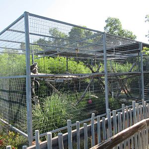 Ring-Tailed Lemur Exhibit