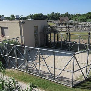 African Savanna - Reticulated Giraffe Side Exhibit