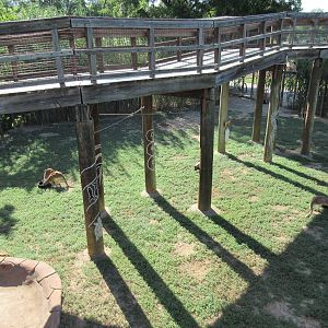 Red Kangaroo Exhibit