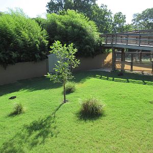 Red Kangaroo Exhibit