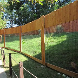 Reeve's Muntjac Exhibit