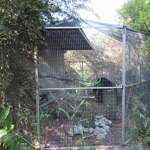 Geoffrey's Cat Exhibit