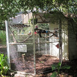 White-Faced Saki Monkey Exhibit