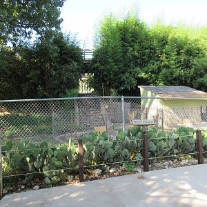 Patagonian Cavy Exhibit