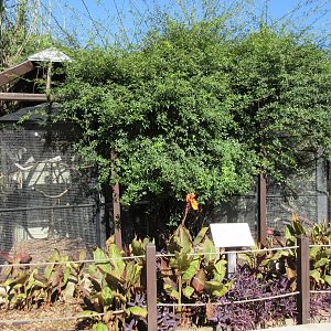 Yellow-Naped Amazon Parrot + Coati Exhibits