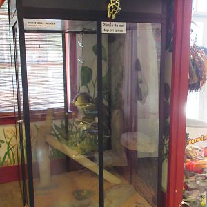Rhinoceros Iguana Exhibit (in gift shop)