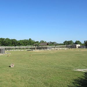 Multi-Acre African Savanna