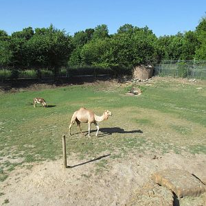 Donkey/Dromedary Exhibit